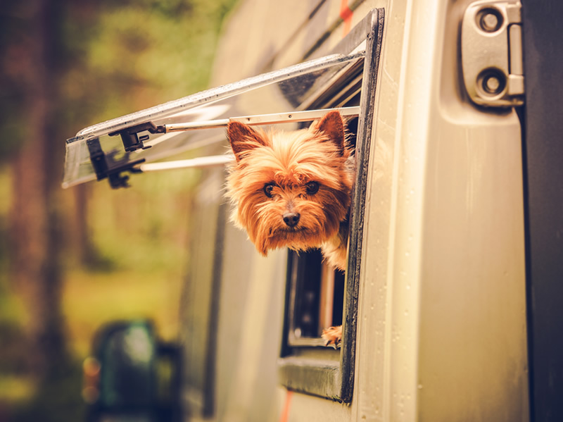 dog looking out of rv